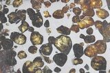 Polished Sericho Pallasite Meteorite ( g) Slice - Kenya #348922-1